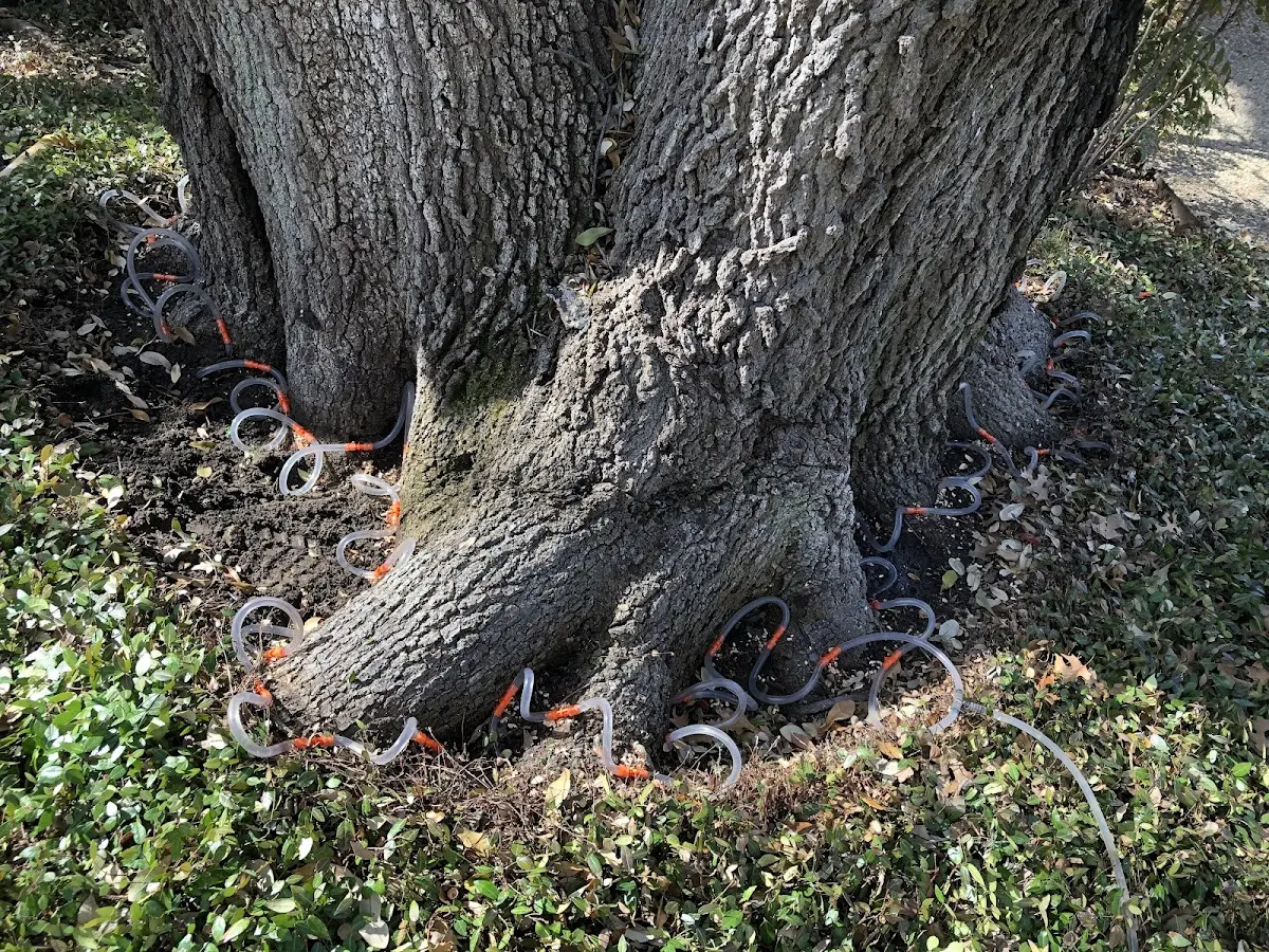Detailed Tree Cabling and Bracing job site in Dodgeville