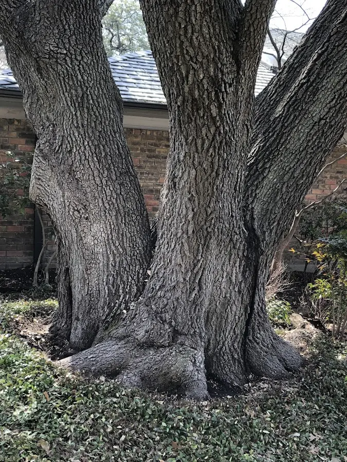 Mature heritage tree close to a Dodgeville property cared for by certified arborists